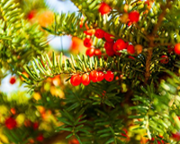 symbol_tree.png